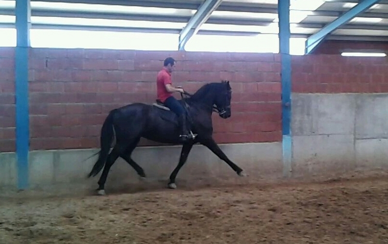 Caballo de Deporte Español (CDE)