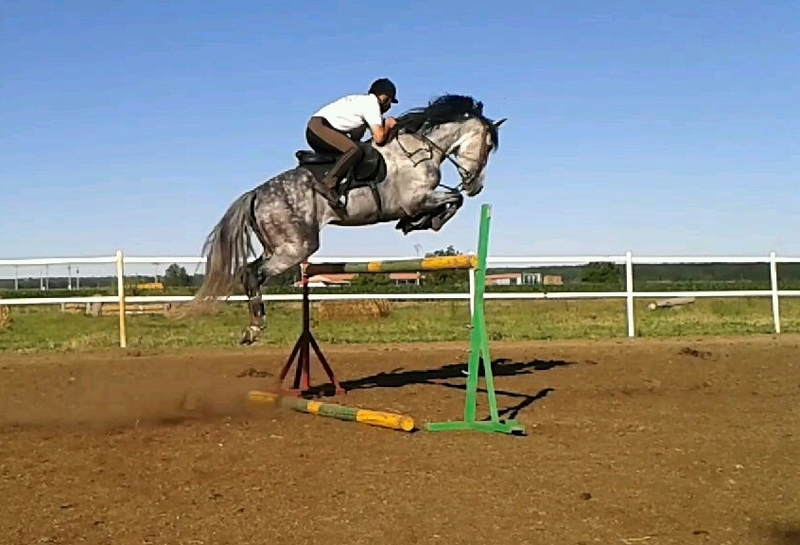 Caballo de Deporte Español (CDE) {TYPE}
