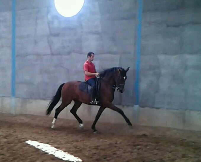 Caballos Enteros Caballo de Deporte Español (CDE) - Caballos Doma Clásica y Salto