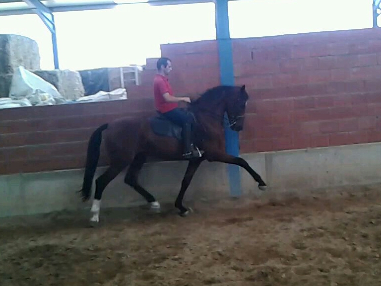 Caballos Doma Clásica y Salto - Caballos Enteros Caballo de Deporte Español (CDE)