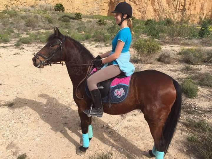 Caballos Capados mezcla - caballo de salto
