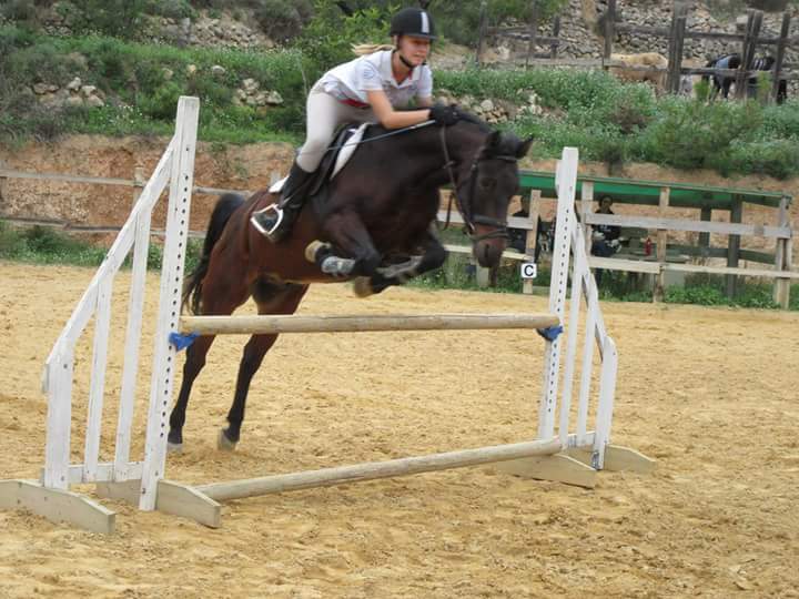 caballo de salto - Caballos Capados mezcla