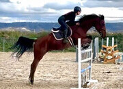 Caballo CDE, salto hipica