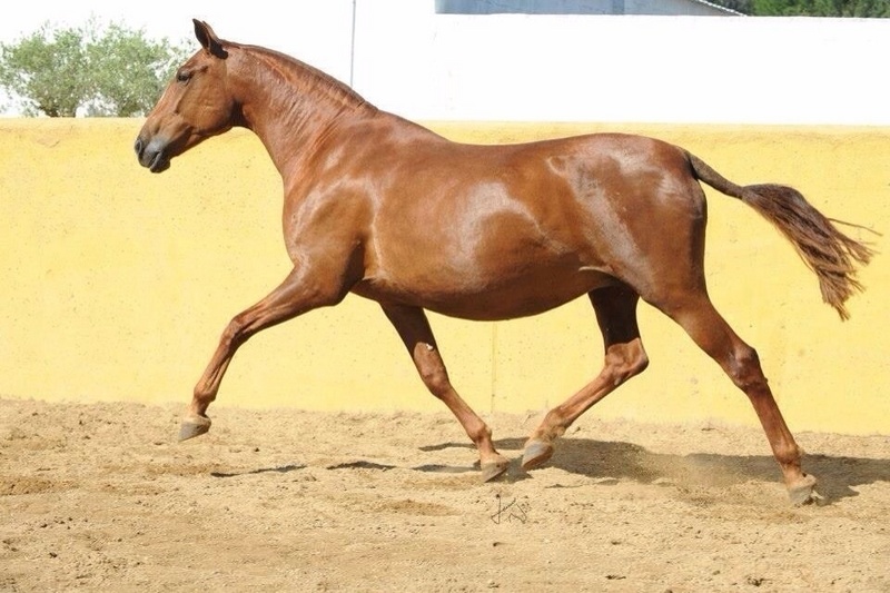 Yegua alazana P.RE  in 