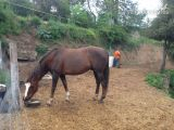 venta de caballo muy bien montado in 
