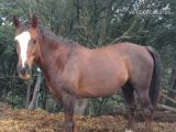 Hispano-Arabe