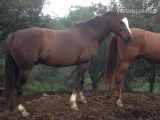 Hispano-Arabe {TYPE}