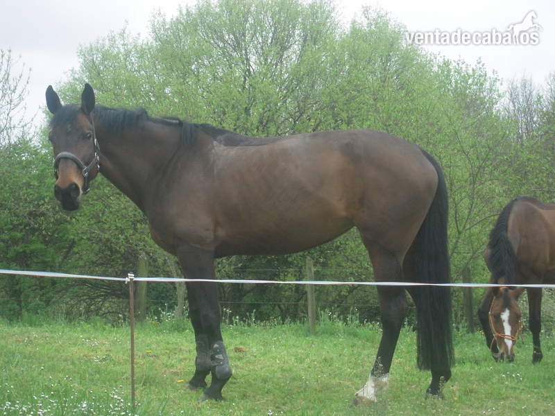Venta de yeguas de salto de raza silla frances in 