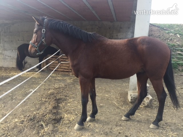 Caballo 5 años in 