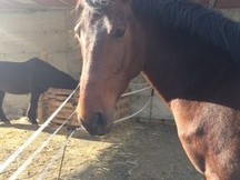 Caballo 5 años