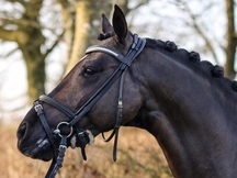 CASTRADO DEUTSCHES REITPONY