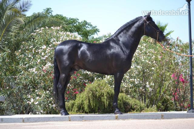 SE VENDE CABALLO in 