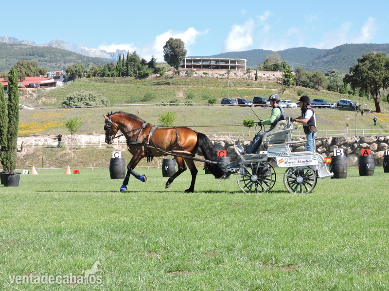 CASTAÑO MONTADO Y ENGANCHADO in 