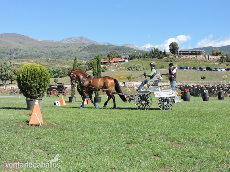 CASTAÑO MONTADO Y ENGANCHADO - Caballos Pura Raza Española (P.R.E.) Pura Raza Española