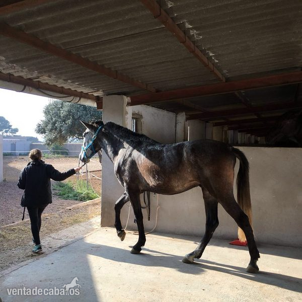 Caballos Pura Raza Española (P.R.E.) Pura Raza Española - POTRO PRE TORDO