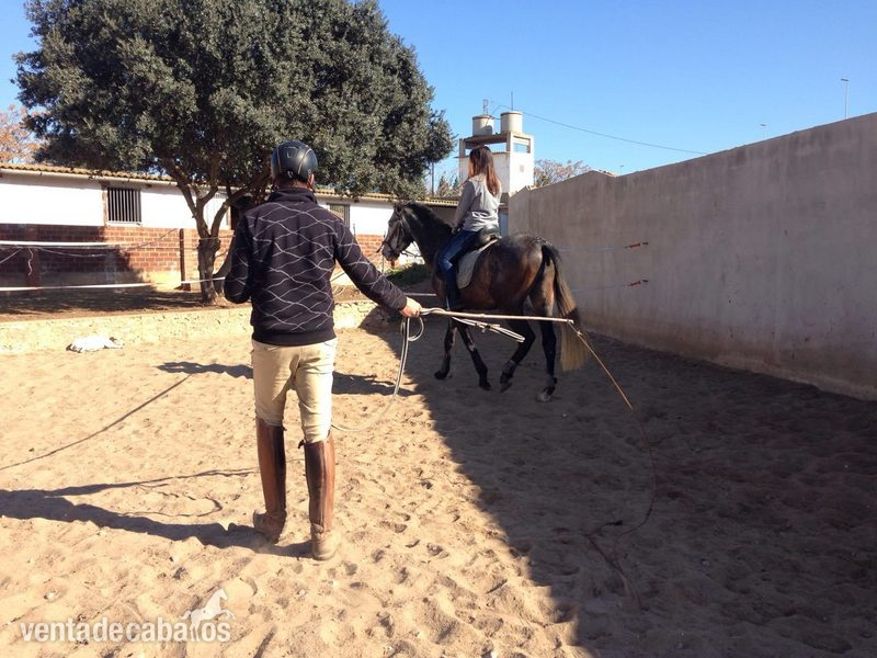 POTRO PRE TORDO - Caballos Pura Raza Española (P.R.E.) Pura Raza Española