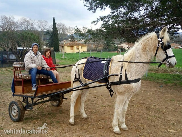 CABALLO Y CARRO  BIEN ENGANCHADO Y MONTADO in 