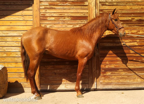 COMPRO CABALLO MANSO in 