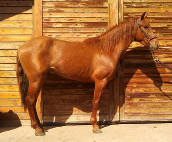 COMPRO CABALLO MANSO