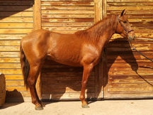 COMPRO CABALLO MANSO