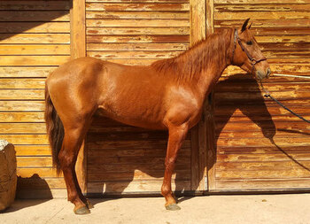 COMPRO CABALLO MANSO