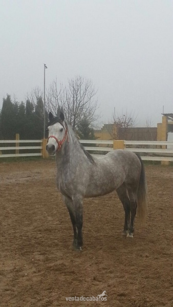 caballo hispano arabe ideal para niños  in 