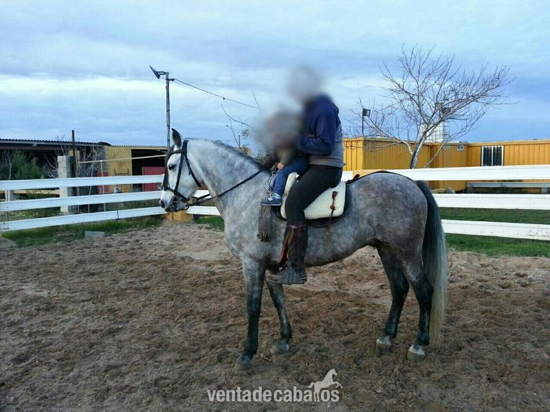 Hispano-Arabe