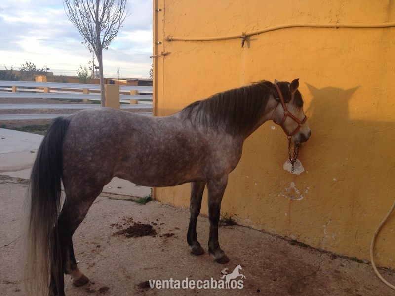 Hispano-Arabe {TYPE}