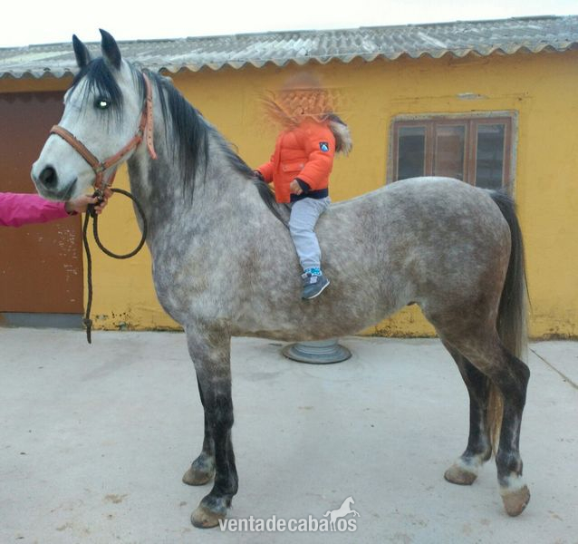Caballo Hispano Árabe Hispano-Arabe - caballo hispano arabe ideal para niños 