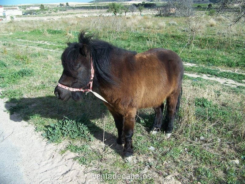 Pony capado, montado y enganchado in 