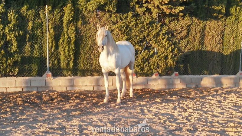 Caballo Cartujano Barroco in 
