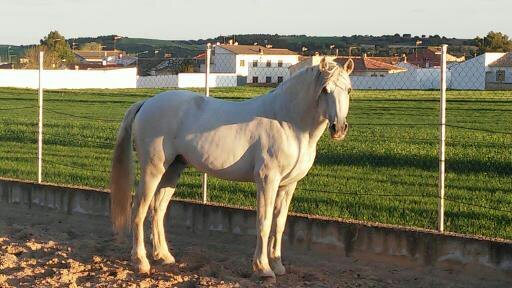 Caballos Pura Raza Española (P.R.E.) PRE - Caballo Cartujano Barroco