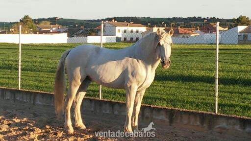 Caballos Pura Raza Española (P.R.E.) PRE - Caballo Cartujano Barroco