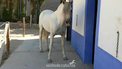 Caballo Cartujano Barroco - Caballos Pura Raza Española (P.R.E.) PRE