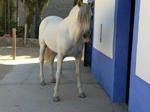 Caballo Cartujano Barroco
