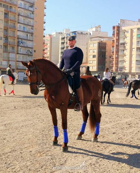 Caballo Pre Alazán con 6 años in 