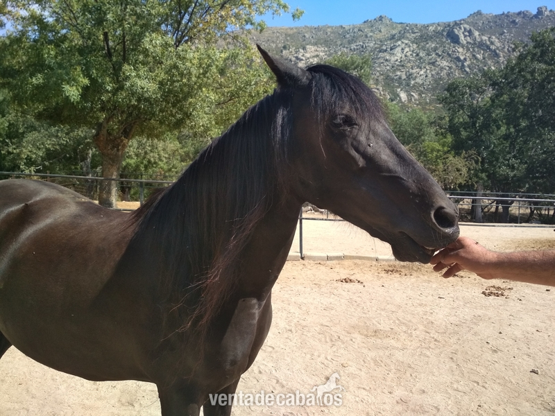 Yegua Hispano-arabe negra especial paseos in 