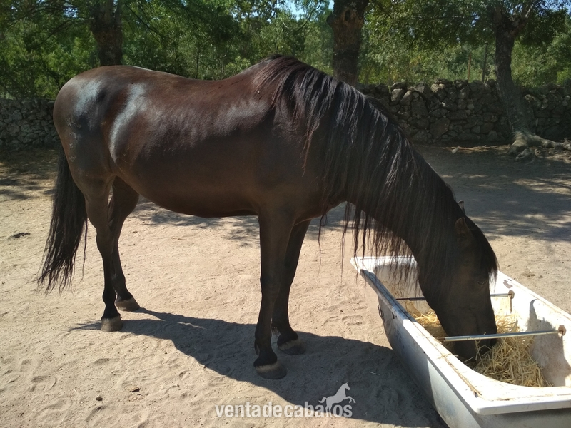 Caballo Hispano Árabe Hispano-Arabe - Yegua Hispano-arabe negra especial paseos