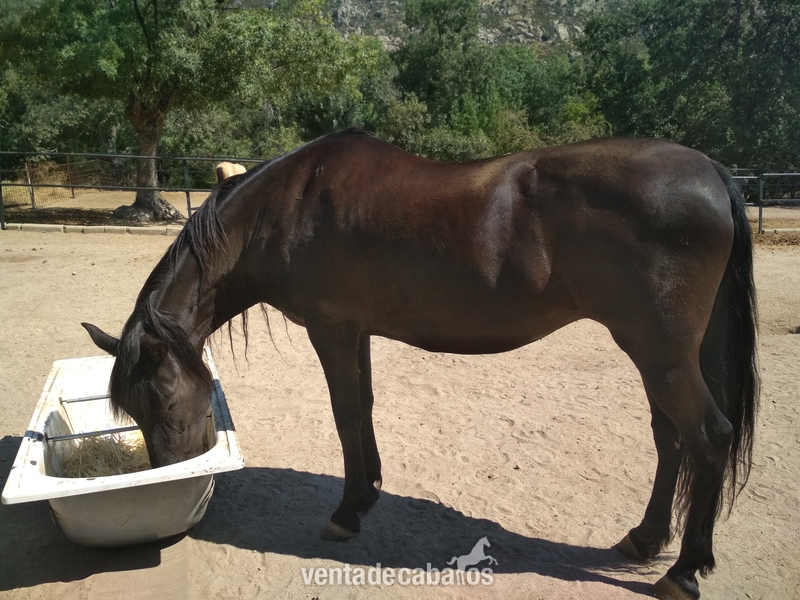 Yegua Hispano-arabe negra especial paseos - Caballo Hispano Árabe Hispano-Arabe
