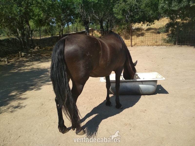 Yegua Hispano-arabe negra especial paseos - Hispano-Arabe