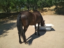 Yegua Hispano-arabe negra especial paseos