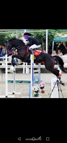 Caballo de deporte 