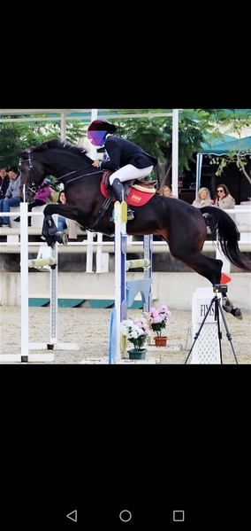 Caballo de deporte 