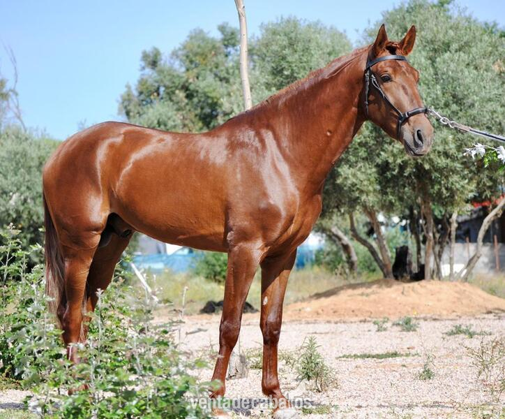 Se vende caballo psl in 