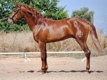 Se vende caballo psl