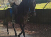 Se vende lusitano