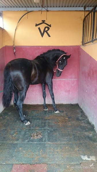 Caballos Enteros Otros - Potro hispano luso 