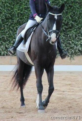 preciosa pony D in 
