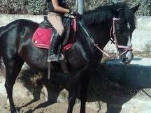 preciosa pony D