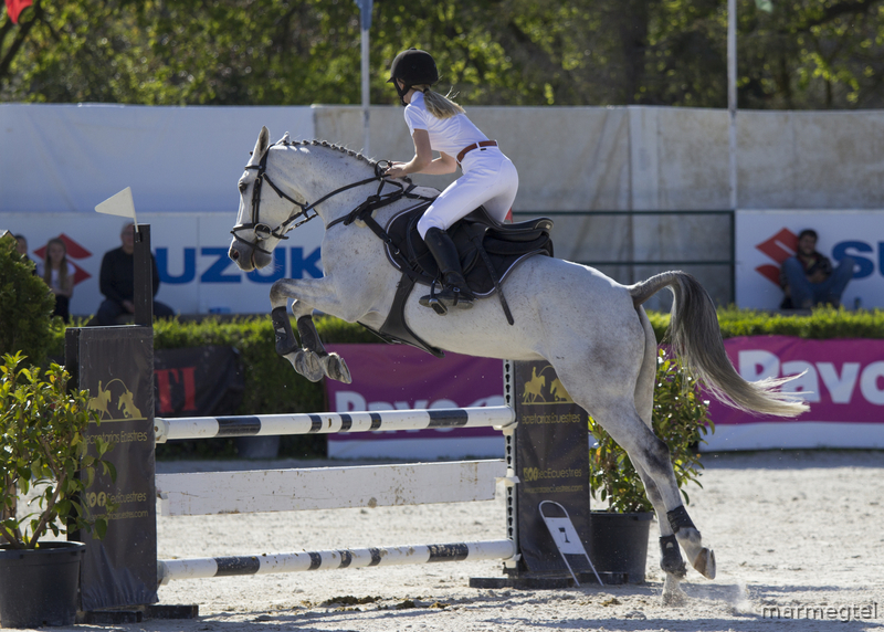 Caballo de deporte español {TYPE}